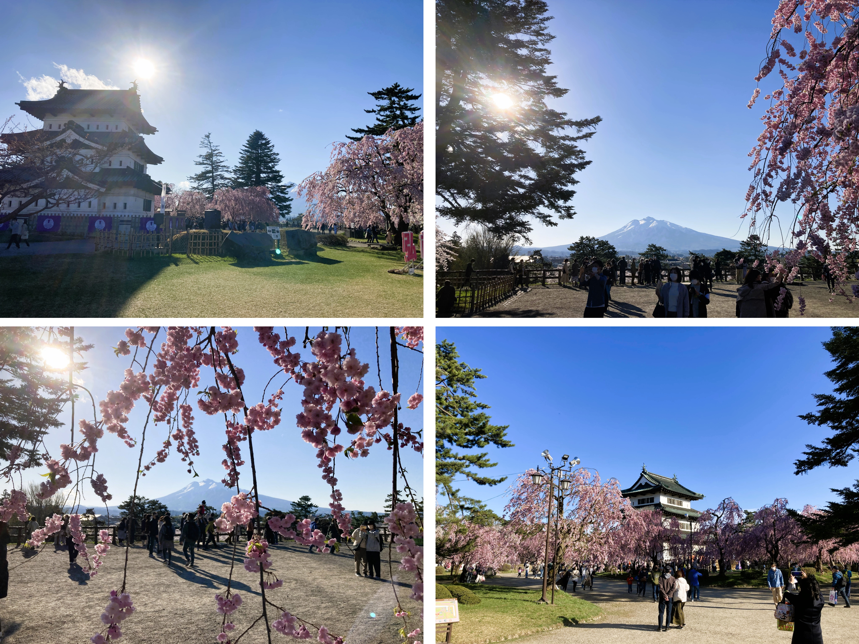 見どころ・花見スポット・楽しみ方！弘前さくらまつりは青森県弘前市の弘前公園（弘前城）で開催する、毎年約200万人がお花見を楽しむ日本一の桜祭りです。弘前さくらまつりの見どころ・お花見スポット・楽しみ方についてご紹介します。弘前公園の桜の名所・見どころ！弘前さくらまつり期間の弘前公園の朝、昼、夜の見どころや桜の開花状態別の楽しみ方をご紹介します。弘前公園のおすすめ撮影スポット！弘前さくらまつり期間の弘前公園の撮影スポット・おすすめスポットをご紹介します。