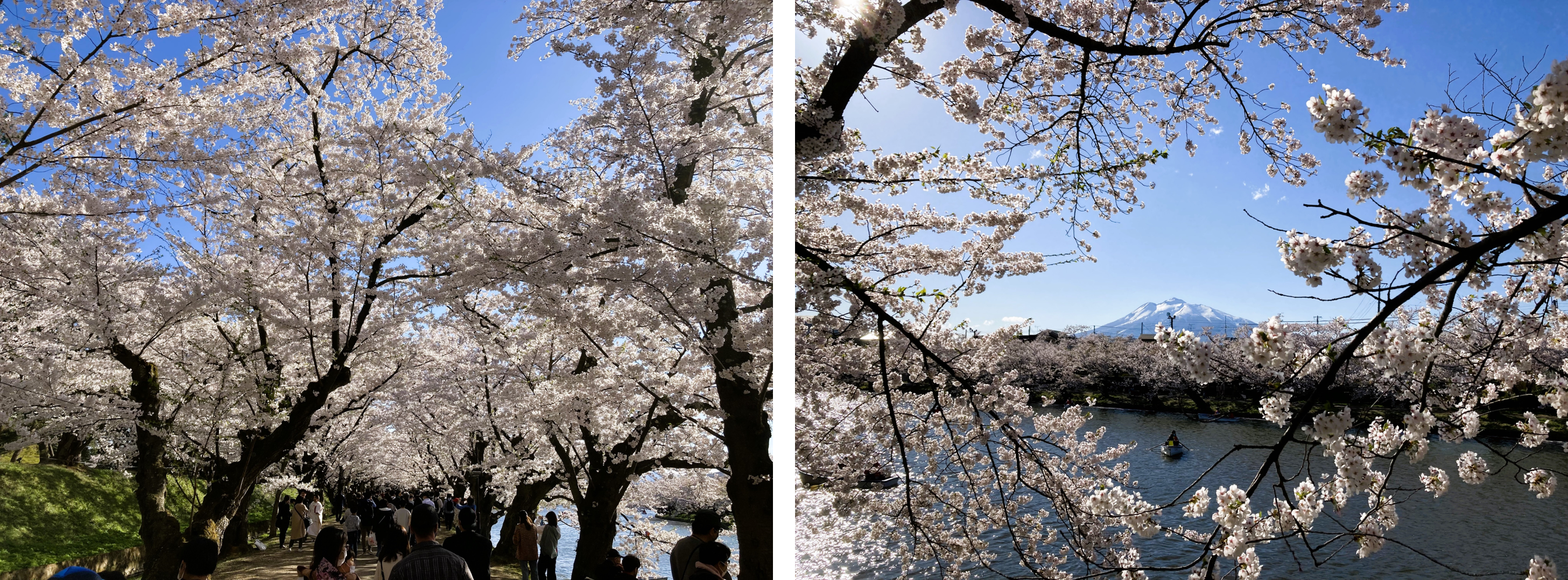 見どころ・花見スポット・楽しみ方！弘前さくらまつりは青森県弘前市の弘前公園（弘前城）で開催する、毎年約200万人がお花見を楽しむ日本一の桜祭りです。弘前さくらまつりの見どころ・お花見スポット・楽しみ方についてご紹介します。