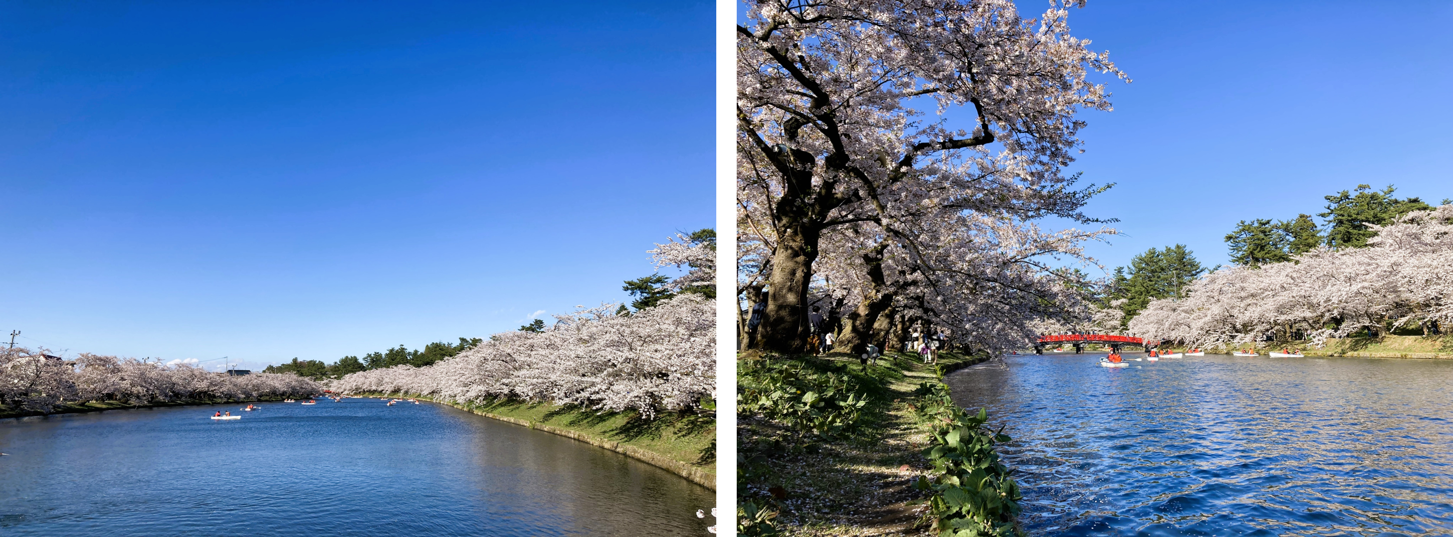 見どころ・花見スポット・楽しみ方！弘前さくらまつりは青森県弘前市の弘前公園（弘前城）で開催する、毎年約200万人がお花見を楽しむ日本一の桜祭りです。弘前さくらまつりの見どころ・お花見スポット・楽しみ方についてご紹介します。弘前公園の桜の名所・見どころ！弘前さくらまつり期間の弘前公園の朝、昼、夜の見どころや桜の開花状態別の楽しみ方をご紹介します。