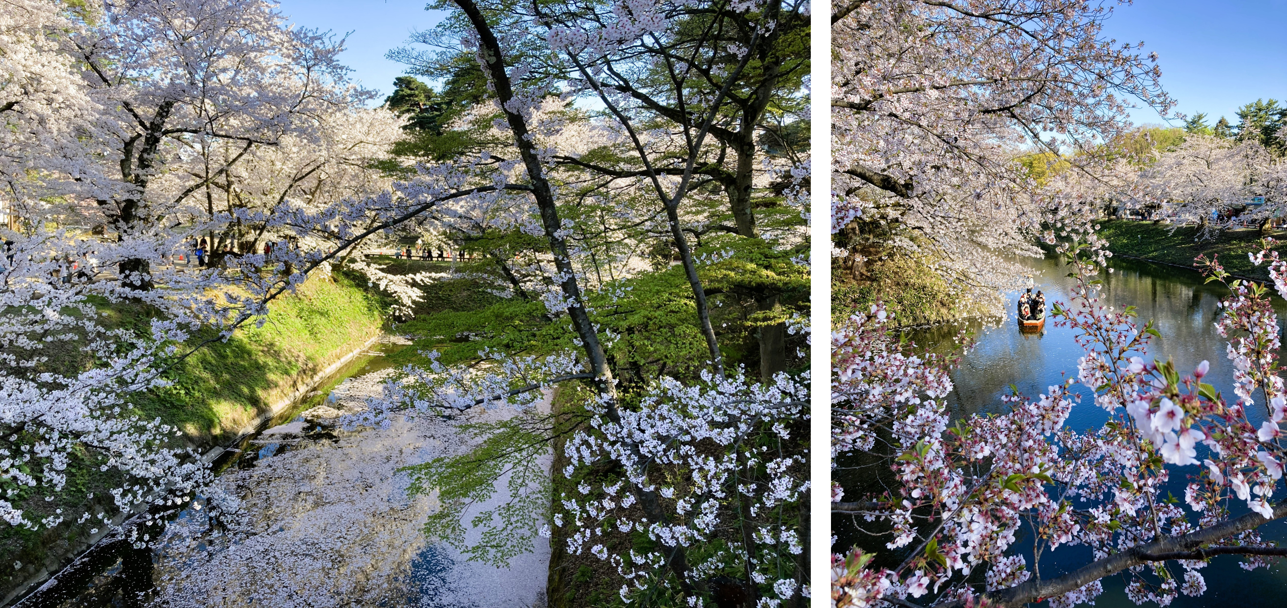 見どころ・花見スポット・楽しみ方！弘前さくらまつりは青森県弘前市の弘前公園（弘前城）で開催する、毎年約200万人がお花見を楽しむ日本一の桜祭りです。弘前さくらまつりの見どころ・お花見スポット・楽しみ方についてご紹介します。弘前公園の桜の名所・見どころ！弘前さくらまつり期間の弘前公園の朝、昼、夜の見どころや桜の開花状態別の楽しみ方をご紹介します。弘前公園のおすすめ撮影スポット！弘前さくらまつり期間の弘前公園の撮影スポット・おすすめスポットをご紹介します。弘前公園のお花見スポット！弘前さくらまつり期間の弘前公園の朝、昼、夜の見どころや桜の開花状態別の楽しみ方をご紹介します。